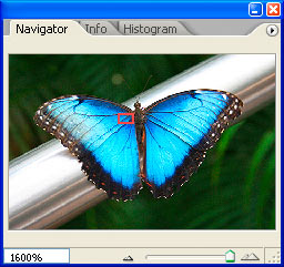 Navigator Palette