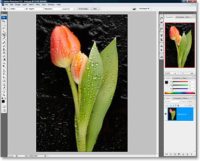 Фото тюльпан, открытого в Photoshop CS3.