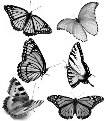 http://www.photoshopessentials.com/images/photoshop-brushes/butterflies/butterfly-brushes.jpg