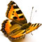 Butterfly Photoshop Brushes - Download Free Adobe Photoshop Brushes at Photoshop Essentials.com