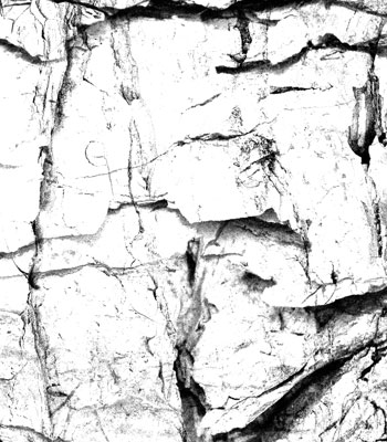Download free Photoshop brushes at Photoshop Essentials. This is a collection of six tree bark texture Photoshop brushes.