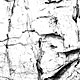 Free Adobe Photoshop Brushes - High Resolution Tree Bark Texture Brushes