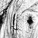 Download Free Adobe Photoshop Brushes - Wood Texures
