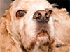 Sharpen An Image Like The Pros With Lab Color