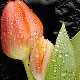 How To Apply A Smart Filter In Photoshop CS3