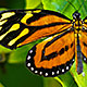 Transforming Selections In Photoshop