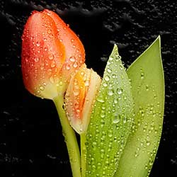 photoshop cs3 filter effects free download photoshop cs3 filter effects free download