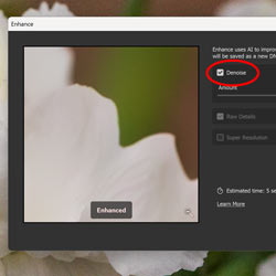 Use AI Denoise in Camera Raw to Remove Noise from Photos
